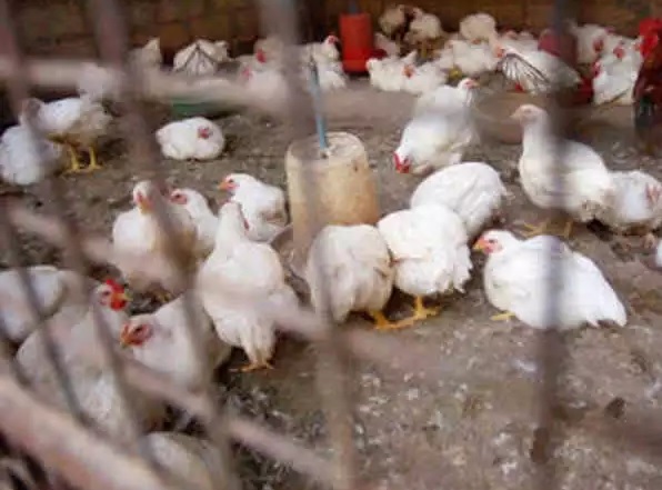 Union government confirms Avian Influenza outbreak in ten States