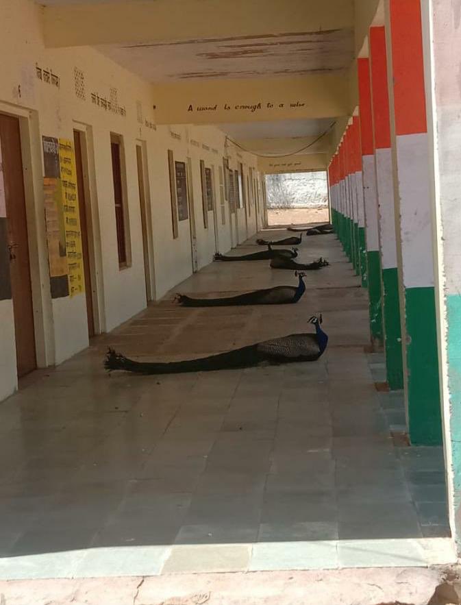 Message from Peacocks on Social distancing