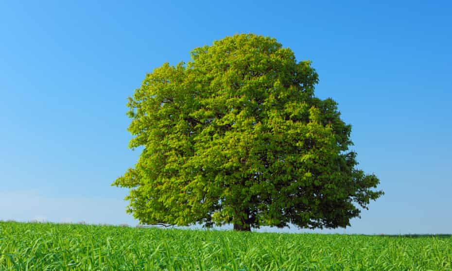 What happens if you cut down trees in Cities