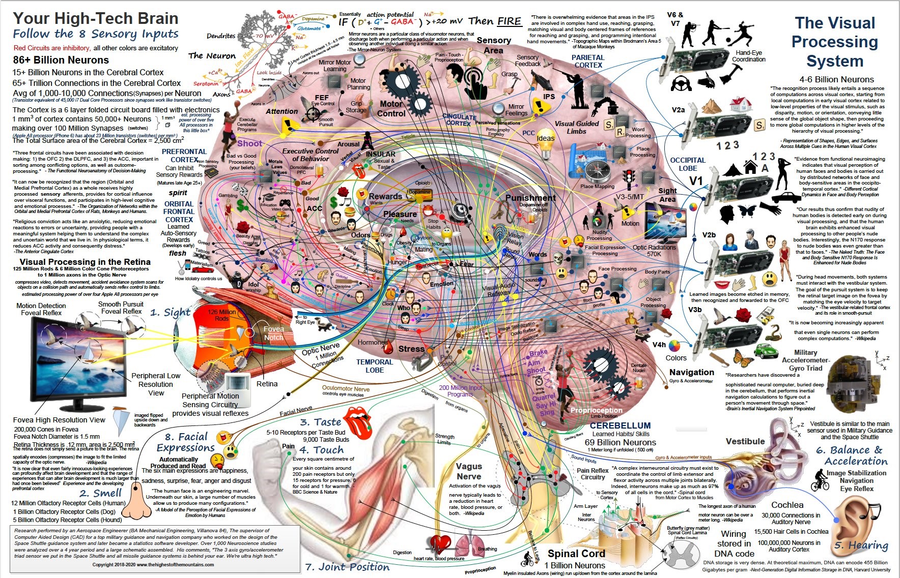 The complexity of the human brain and its functions 