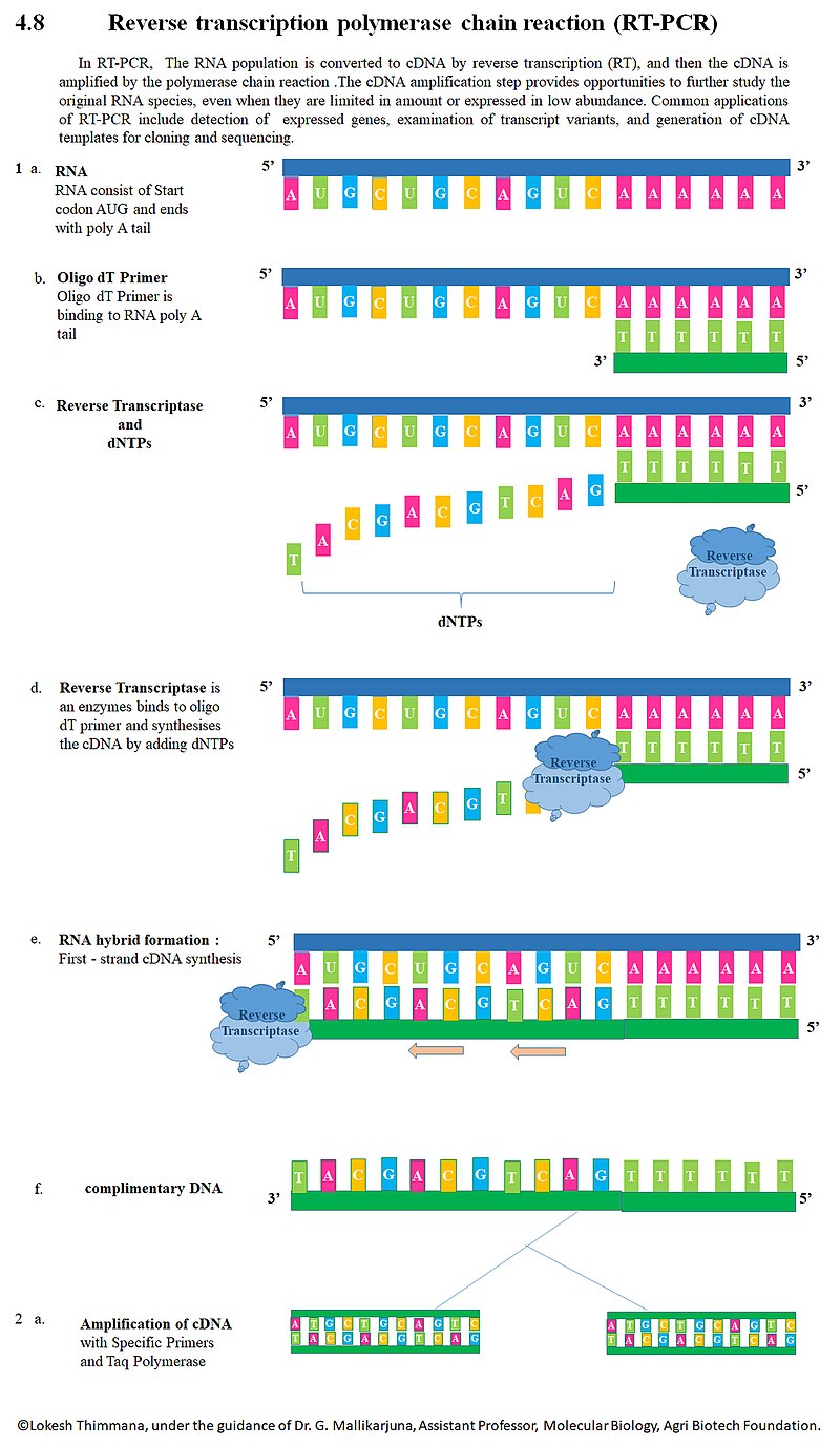 COVID19 Testing using RT-PCR