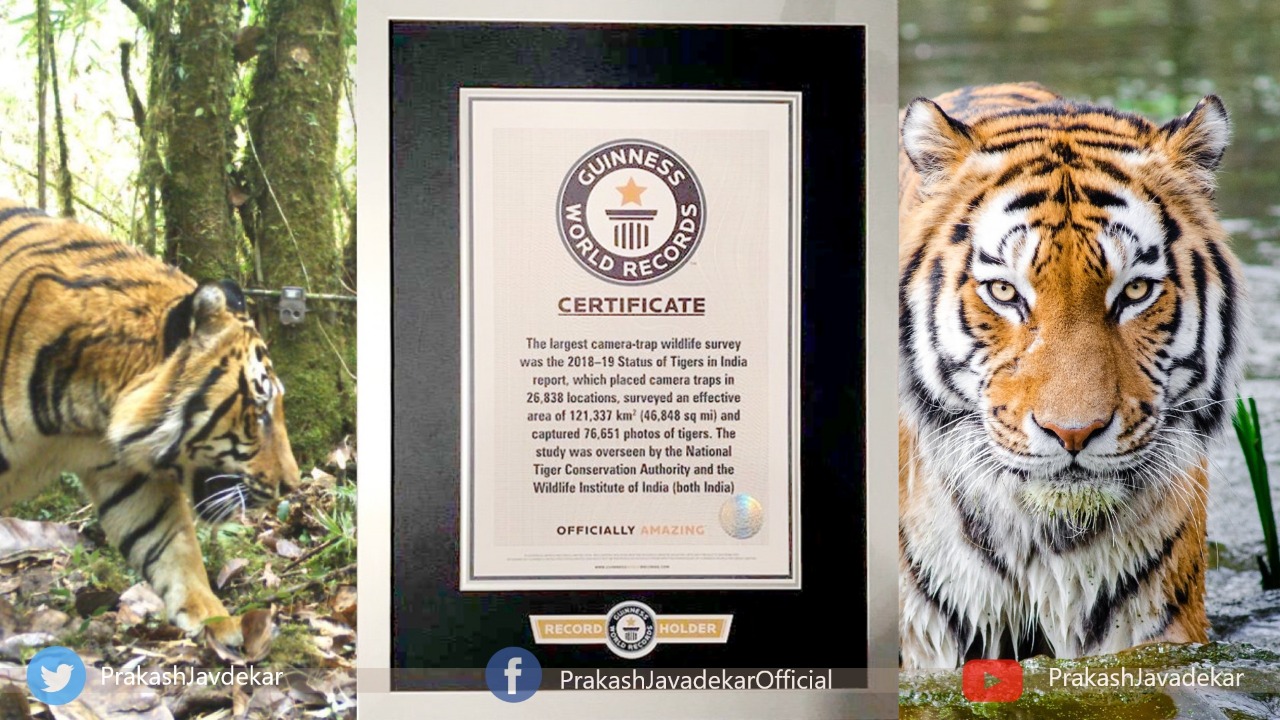 All India Tiger Estimation is now in the Guinness World Record