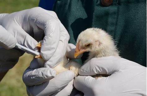 Avian Influenza Status till 22-01-2021