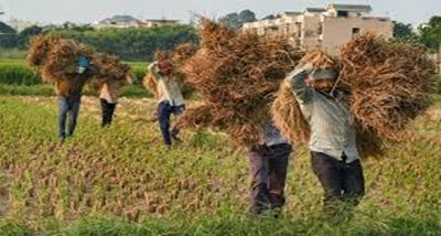 Centre allows all states to begin paddy procurement